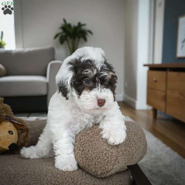 BARNEY, Miniature Poodle Puppy